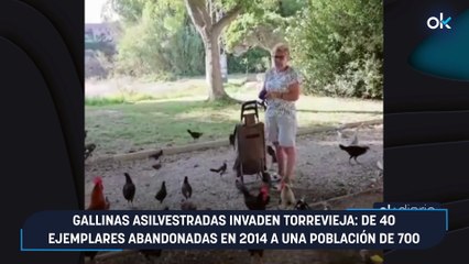 Gallinas asilvestradas invaden Torrevieja: de 40 ejemplares abandonadas en 2014 a una población de 700