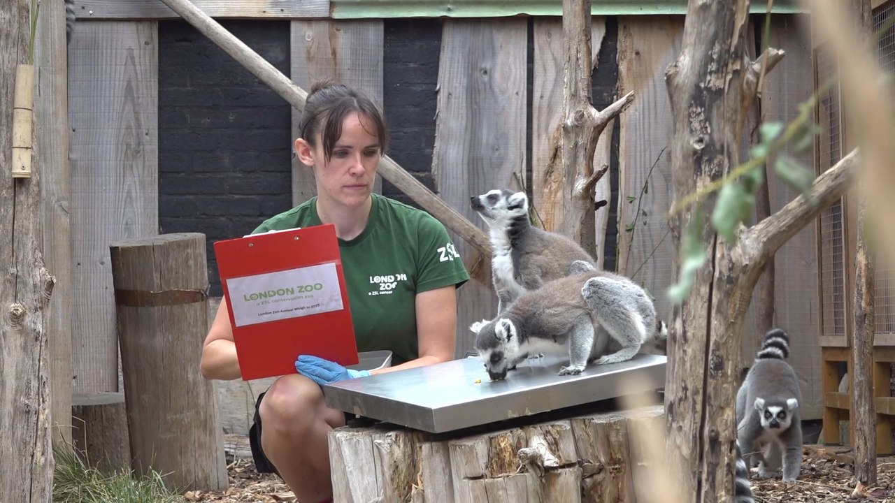 HLN-STORY5B-210825-WM-London Zoo's Dan Simmonds speaks about the significance of the zoo's annual weigh-in