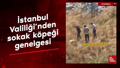 İstanbul Valiliği'nden sokak köpeği genelgesi: Esenyurt Belediyesi işe koyuldu