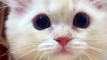 Funny cat