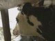 Notre ferme pédagogique - épisode 1- Traite de notre vache