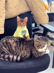 Why do cats have this special hobby?
