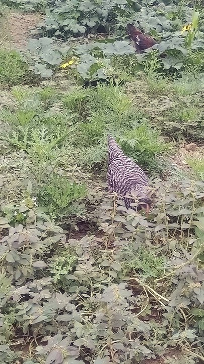 Clucking Good Fun: Chicken Family #animals #roster