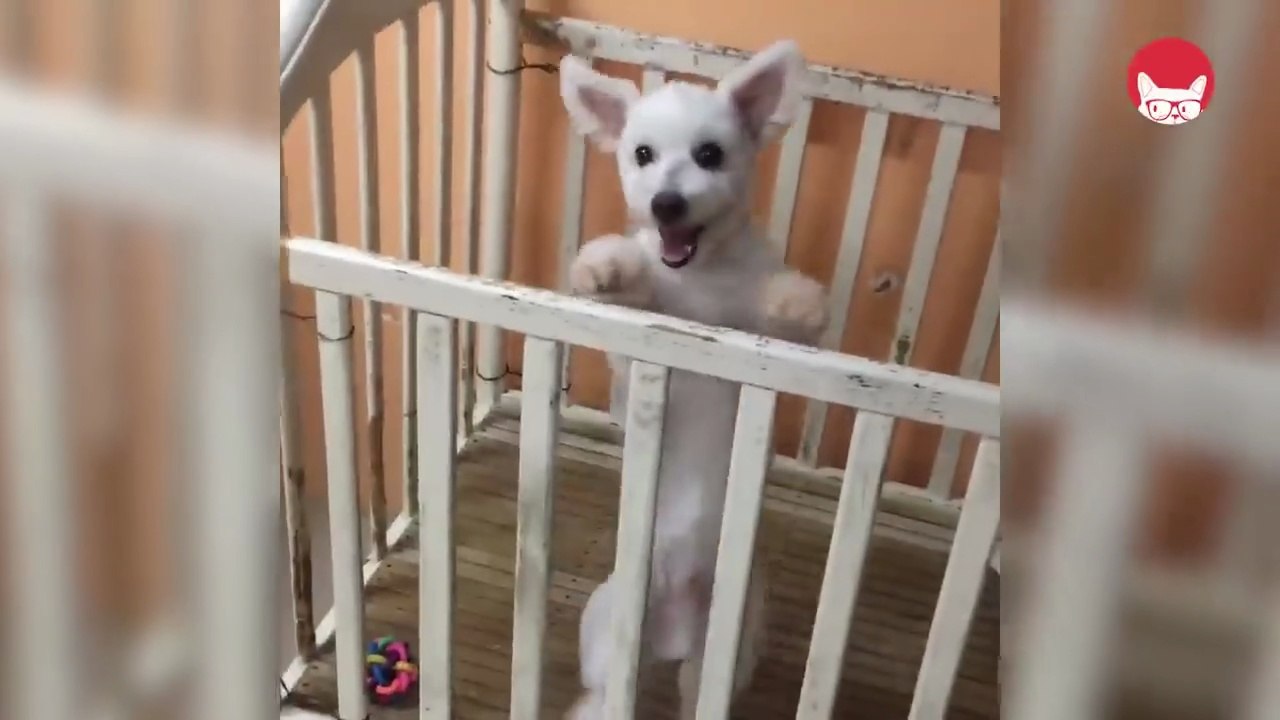 Best Pets of the Week _ Funny Pet Videos