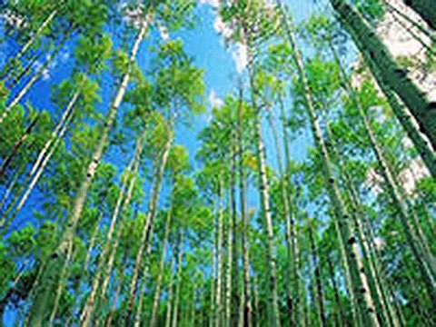 Николай Басков травы травы 2003