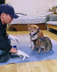 Dogs and cats can be trained, and this video shows it best 🐈🐶