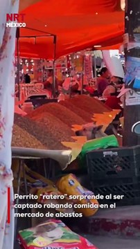 Ni los vendedores lo vieron venir… un perrito hambriento fue captado mientras robaba comida en el mercado de abastos, causando ternura y risas en redes sociales.