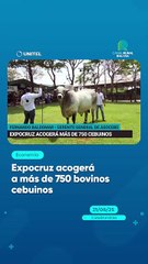 Expocruz acogerá a más de 750 bovinos cebuinos