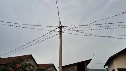 emHOME - 100 lastavica avgust S24+ 2025