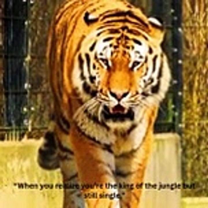 “When you realize you’re the king of the jungle but still single.”
