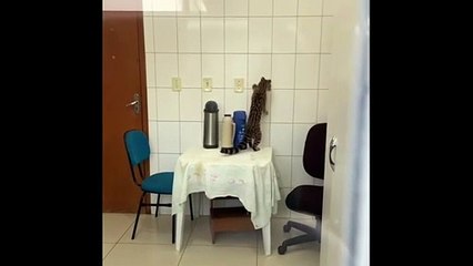 Filhote de jaguatirica entra na UBS de Tapira e assusta servidores