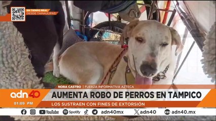 Aumenta el robo de mascotas en Tampico las usan para extorsionar a sus dueños