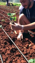 Aşılı hıyar fidesi dikimi