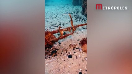 Vídeo! Mergulhadora grava momento raro de acasalamento de cavalos-marinhos
