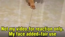 Best funny dog videos🤣🤣