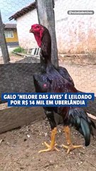 Galo 'Nelore das aves' é leiloado por R$ 14 mil em Uberlândia