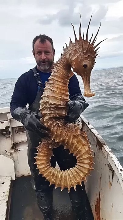 Giant Seahorse Caught on Camera! Giant Mysterious Sea Creatures You Won't Believe Exist Giant waves and ships at the North Sea #northsea #ship #waves🐉🌊 #seahorse #giantseahorse #marinelife