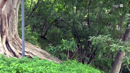 Guadalajara activa defensa legal contra torre en Bosque Los Colomos