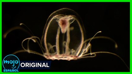 ¡Top 10 Misterios de las PROFUNDIDADES en Latinoamérica!