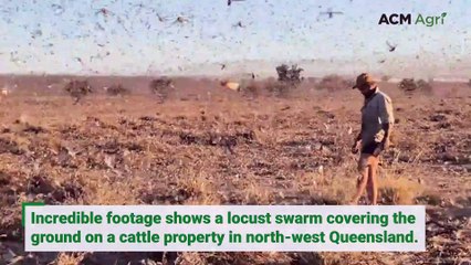 Locust swarm descends on cattle property in north-west Queensland