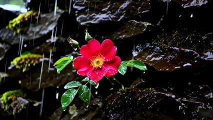 Gentle Rain ASMR for Sleep, Meditation, and Calm Mind with Beautiful flowers