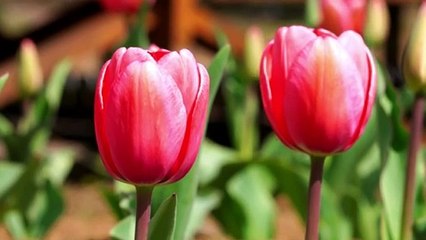 Pink tulips swaying in the wind.
