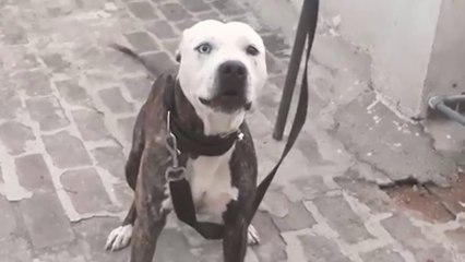 tn7-oij-identifica-al-dueño-del-perro-que-atacó-a-un-niño-en-un-centro-comercial-en-escazú-210825