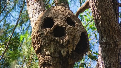 5 Extinct Animals Found in the Last 15 Years