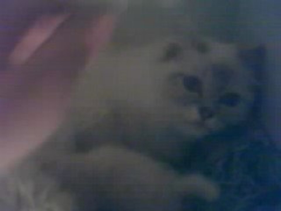 Bettyblue et ses chatons 2