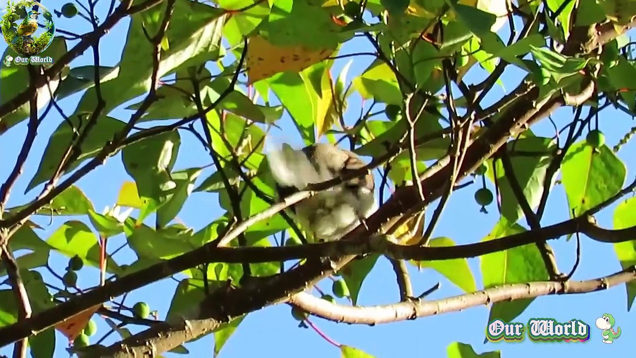 Chestnut-crested Yuhina - Staphida everetti