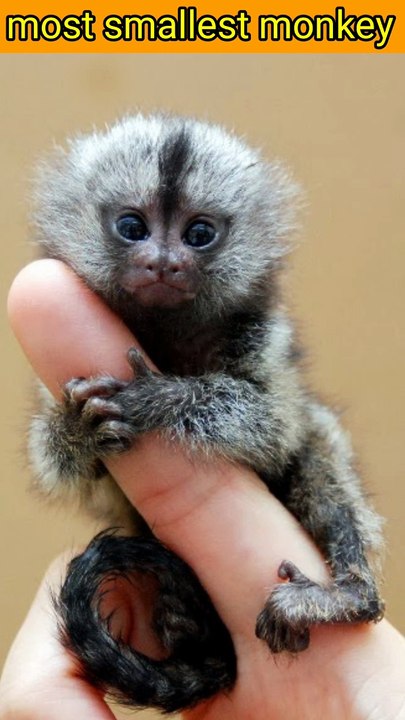 Most Smallest Monkey in the World