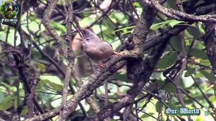 Stripe-throated Yuhina - Yuhina gularis