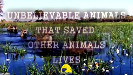 The Most Amazing Animals Saving Other Animals