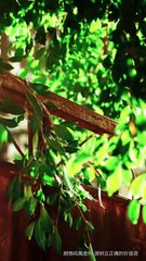 段美洋 & 宋彧佳：蓄谋上位的精彩故事（上篇）🎬