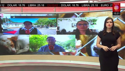 Cae 50% la población de la ballena gris en 10 años; científicos piden mayor protección