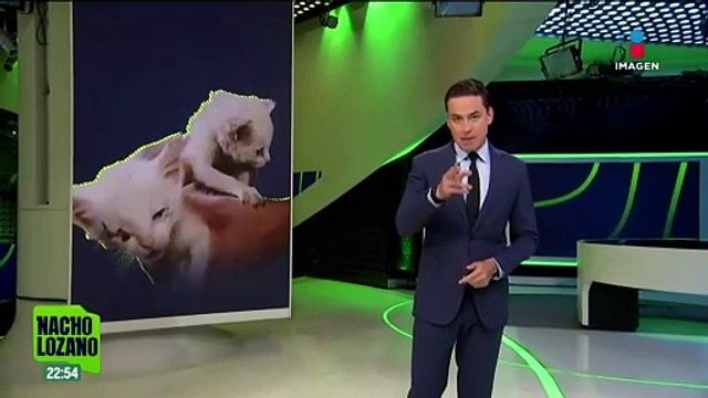 Asociación pide ayuda para solventar tratamiento de gatos rescatados en la alcaldía Álvaro Obregón