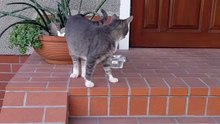 Backyard boss treats every home as his own :) #Cats #funnycats #funnyanimals #funnycatvideo #shorts #funnyshorts #viralcats #foryou