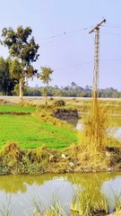 My Beautiful Village  Sunset #maxrecords #villagelife #larkana #sindh #pakistan