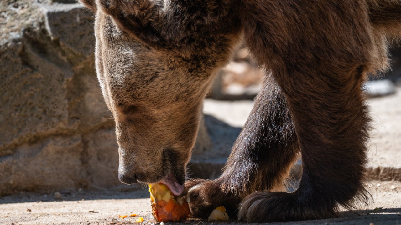 El Faro |Los osos pardos, víctimas colaterales de los incendios: "Podrían buscar fruta o basura  en entornos humanos"