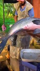 Rohu fishing,  rohu fish cutting 15kg 2025