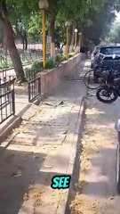 Nature’s acrobats in action!  #Viral #Trending #ForYou #Explore #FYP #ContentCreator #SocialMedia