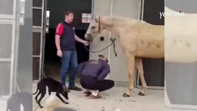 Veteriner hekimin sıra dışı evlilik teklifi sosyal medyada viral oldu!