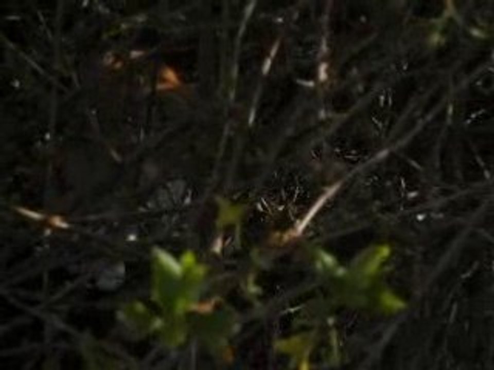 Félix, le ptit loup