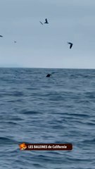 LES BALEINES de Californie