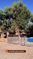 LE PLUS BEL endroit de Girolata