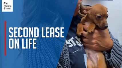 Homeless dogs, cats arrive in New York area to find 'fur-ever' homes