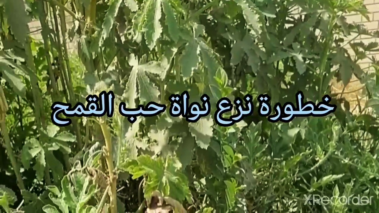 المهيمن اسم من اسماء الله الحسنى