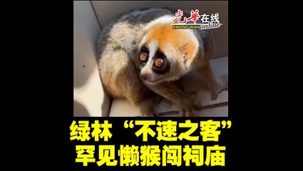 罕见懒猴闯入吉中美农福德祠，成为不速之客🦥