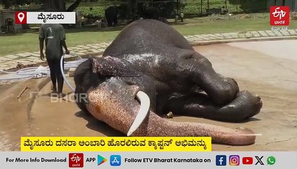 ಮೈಸೂರು ದಸರಾ: ಕ್ಯಾಪ್ಟನ್ ಅಭಿಮನ್ಯು, ಪಟ್ಟದಾನೆ ಭೀಮನಿಗೆ ತಣ್ಣೀರ ಮಜ್ಜನ- ವಿಡಿಯೋ