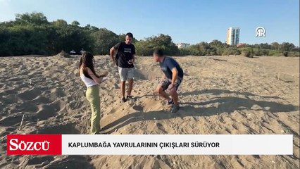Yumurtalarından çıkan kaplumbağa yavruları denizle buluştu